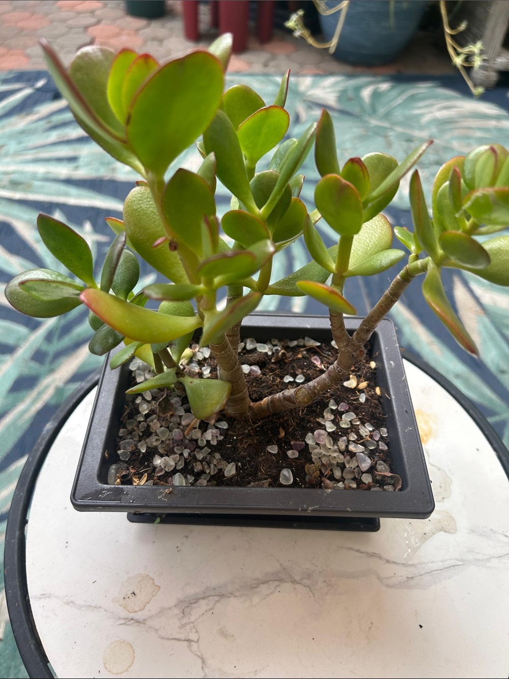 Potted Jade Succulent with Red-Tipped Leaves